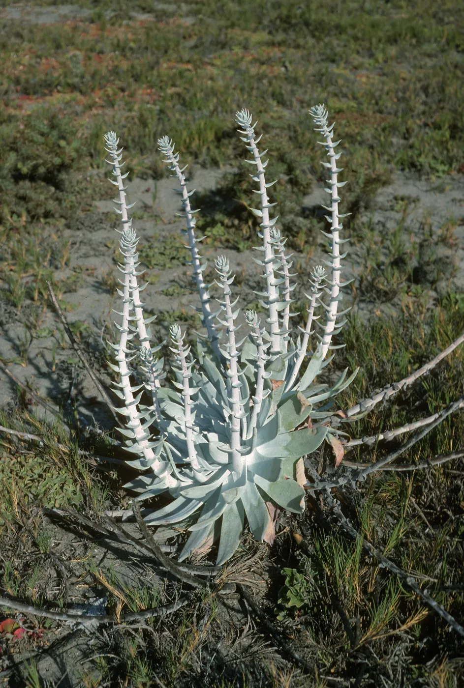 Dudleya anthonyi