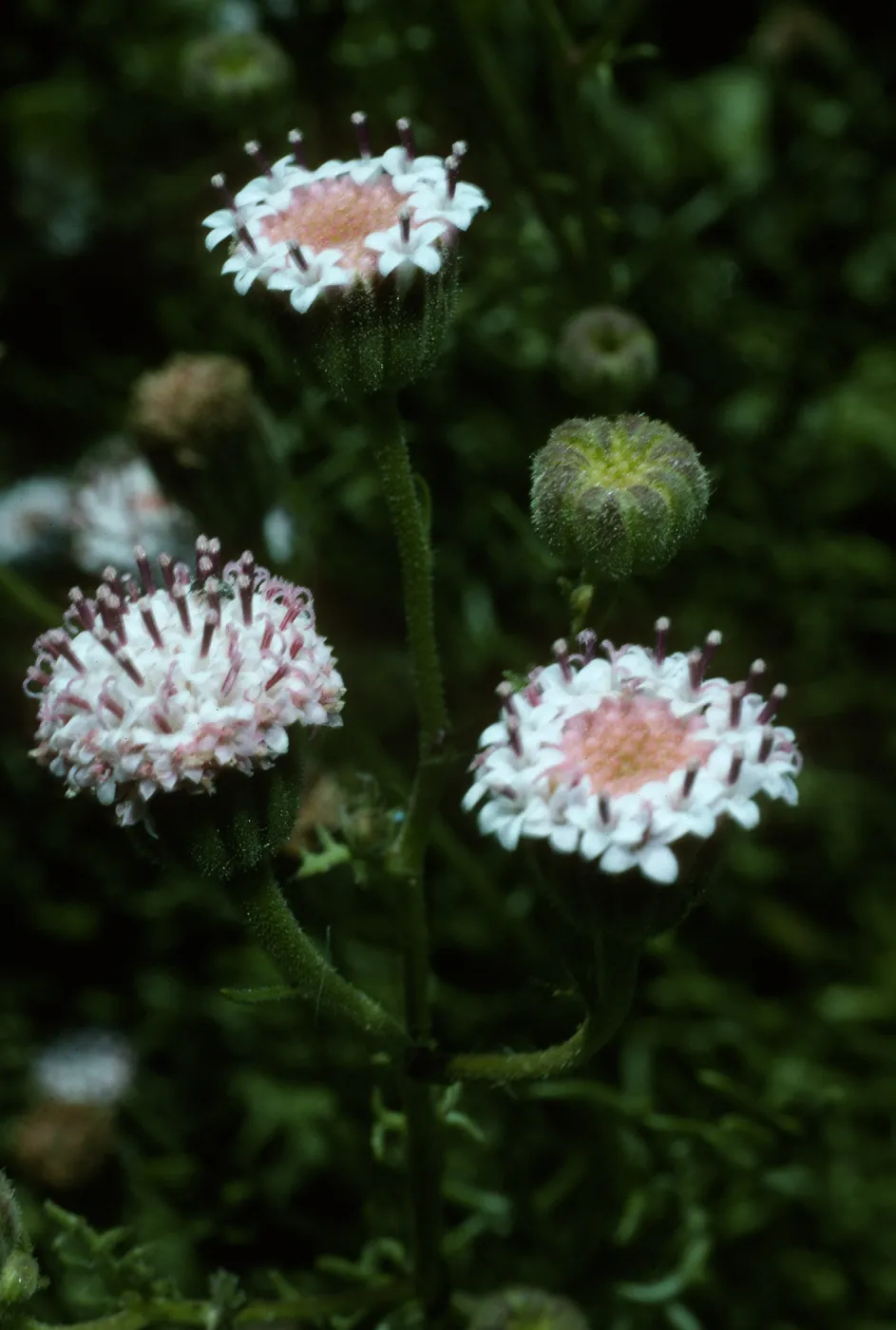 Chaenactis lacera