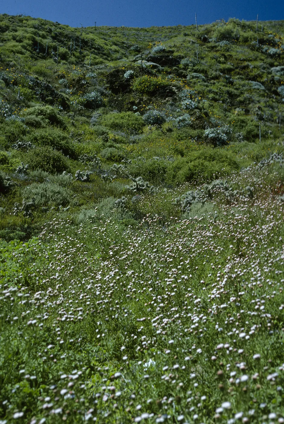 Chaenactis lacera, SE side Natividad Isl.