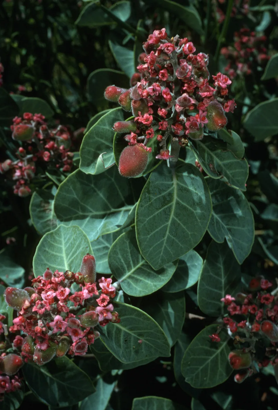 Rhus lentii