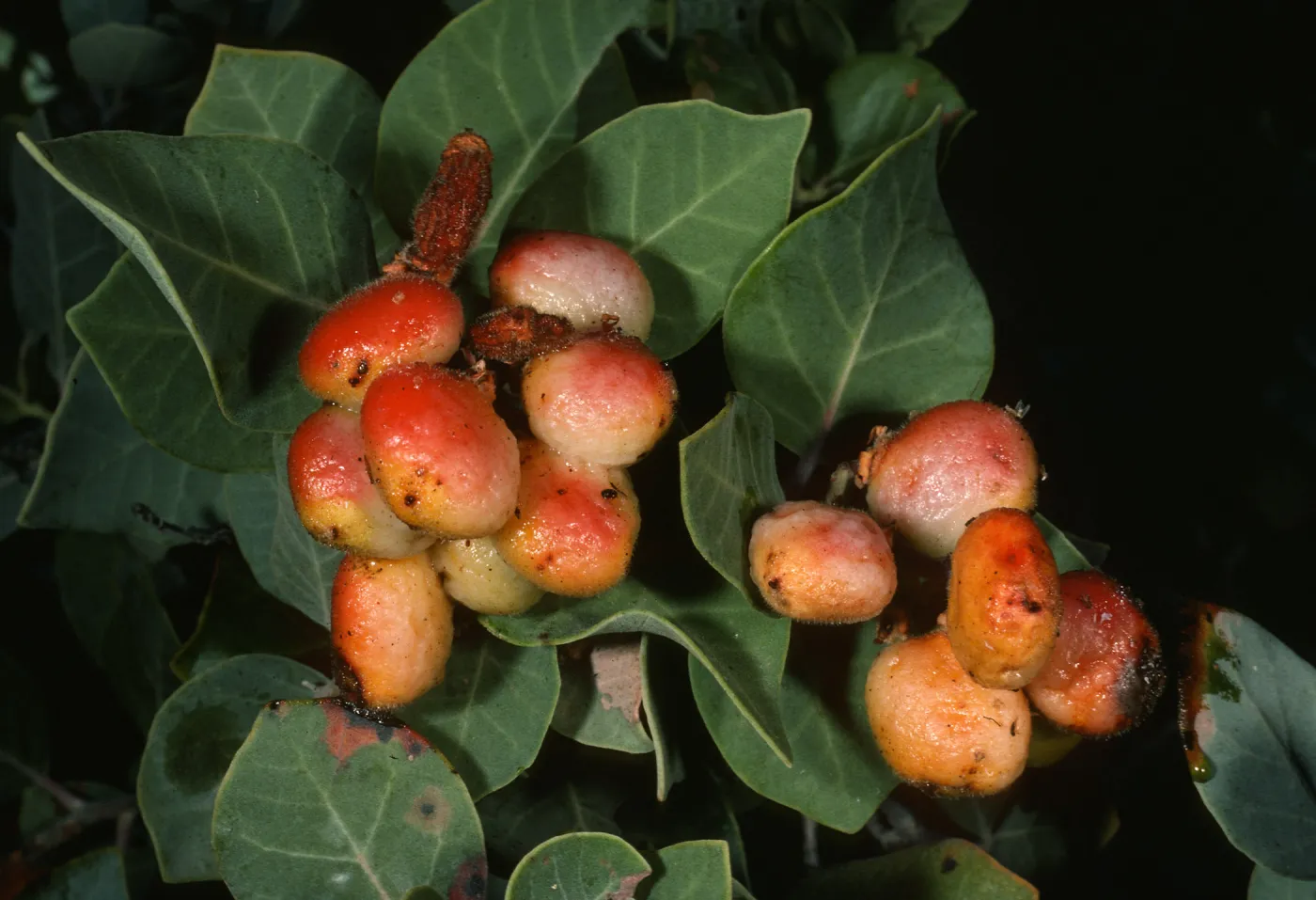 Rhus lentii, Gran Canon, Cedros Isl.