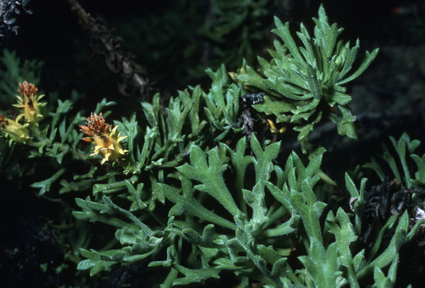 Haplopappus venetus tridentatus