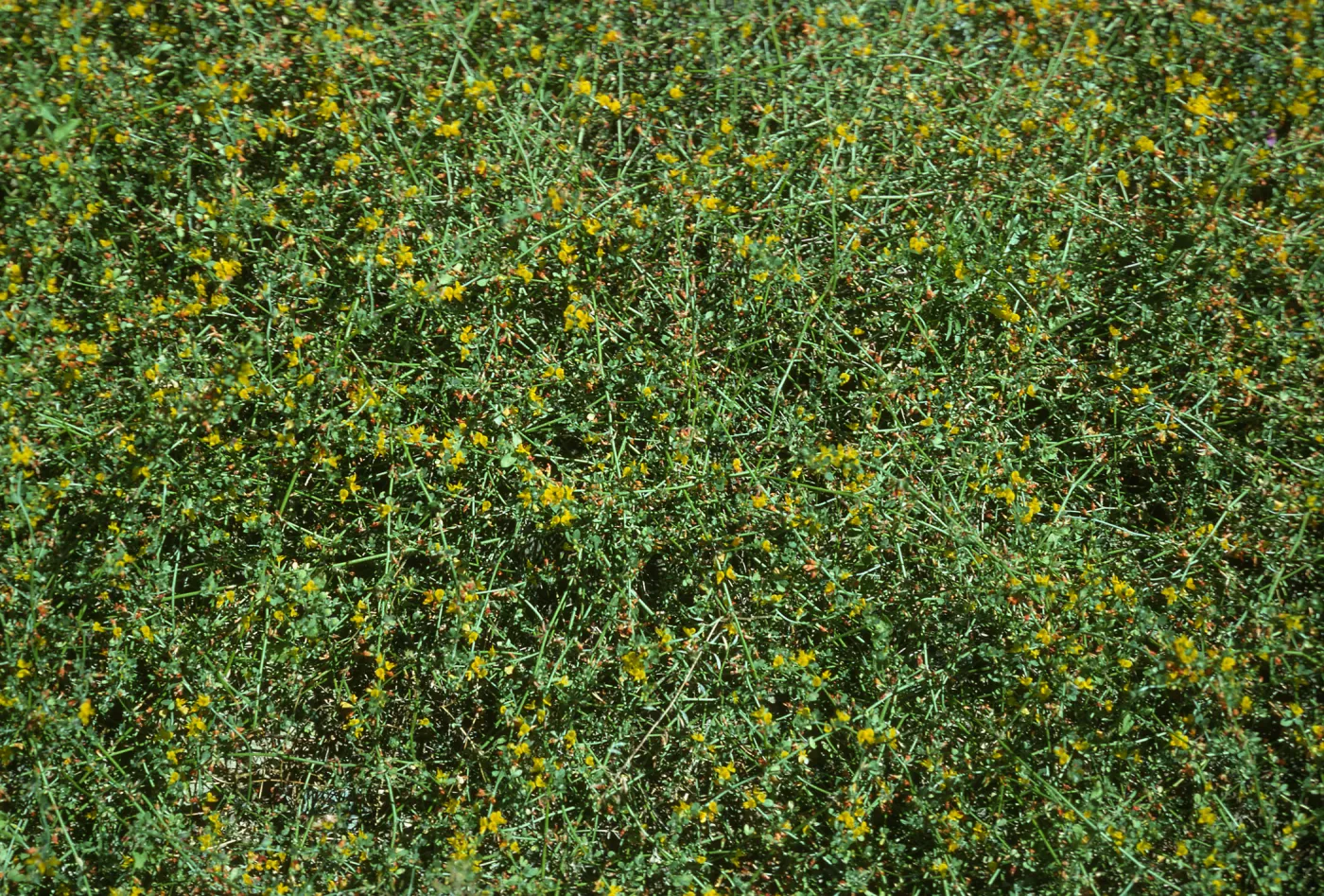 Lotus aff. scoparius, Canada de la Mina, Cedros Isl.
