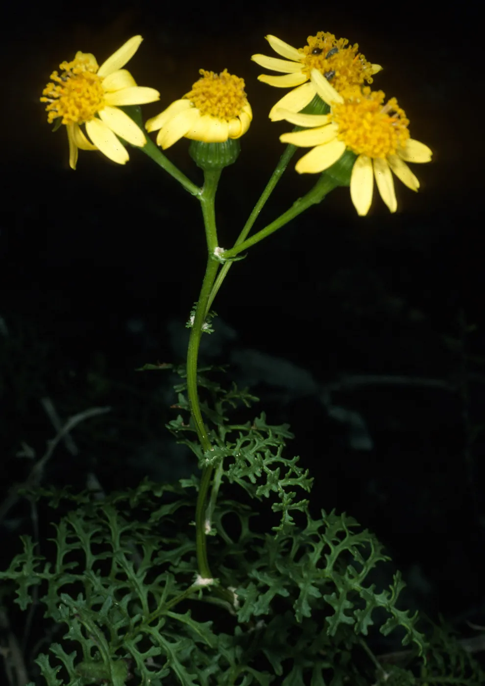 Senecio, canyon on East side