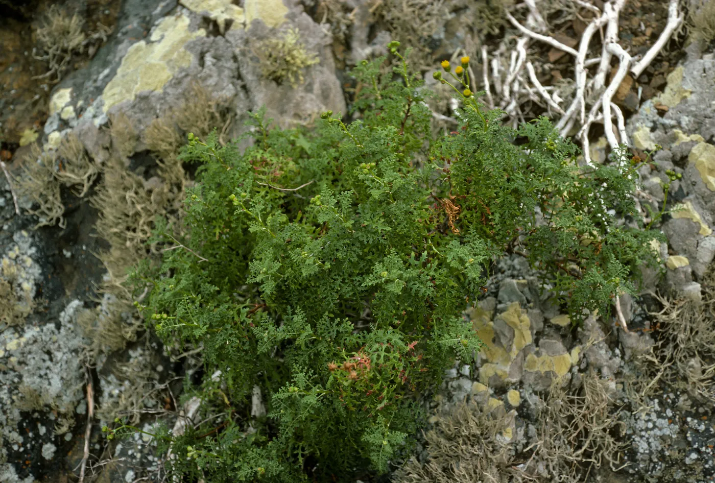Senecio,
