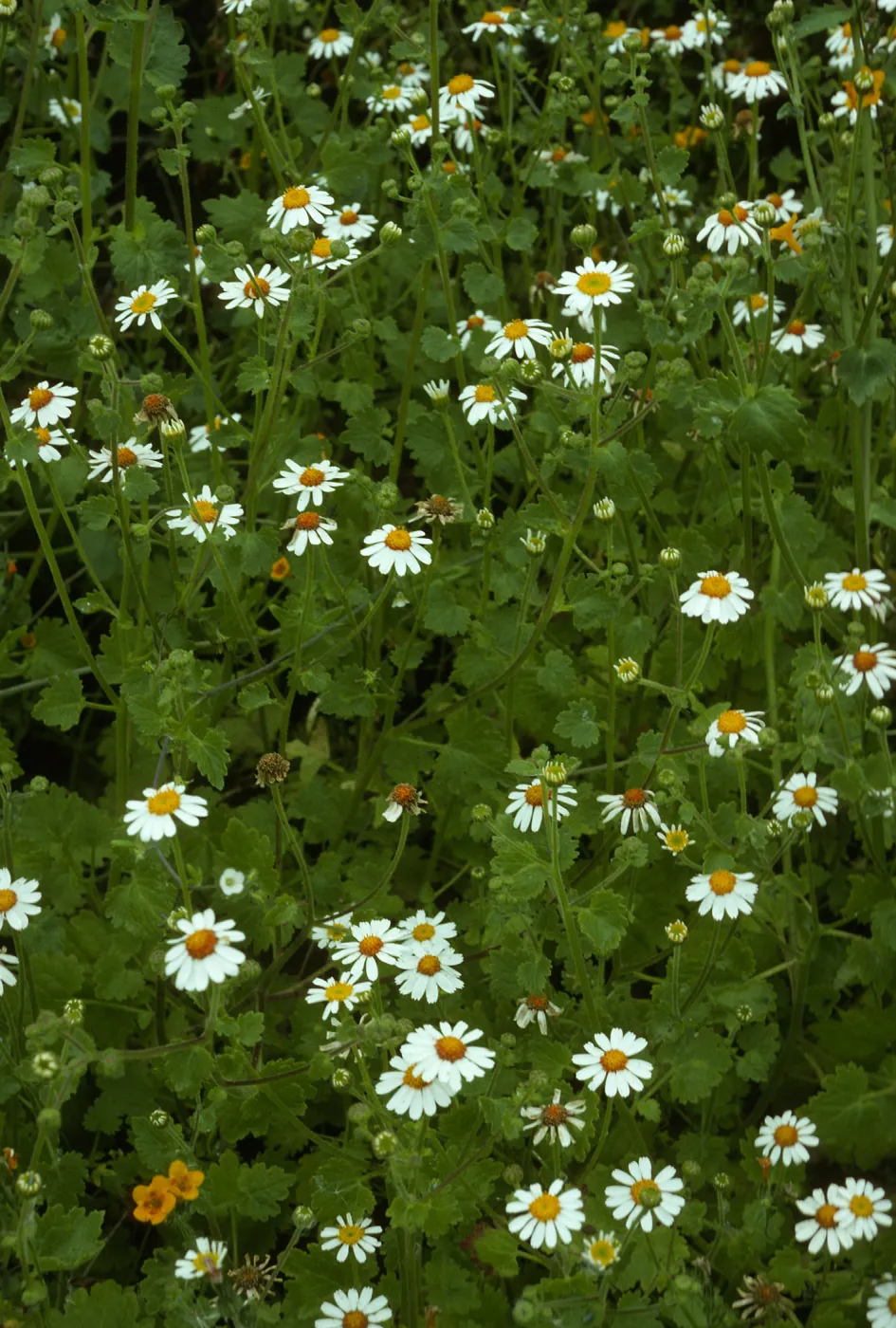 Amauria rotundifolia, San Martin Island, trail to crater
