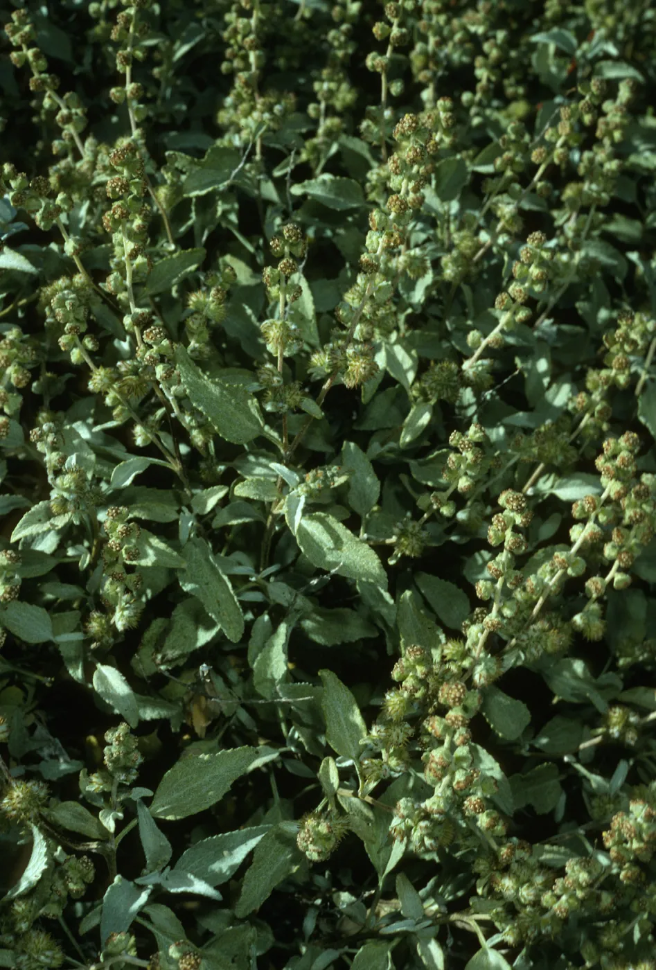 Ambrosia chenopodifolia, Campo Punta Norte, Cedros Isl.