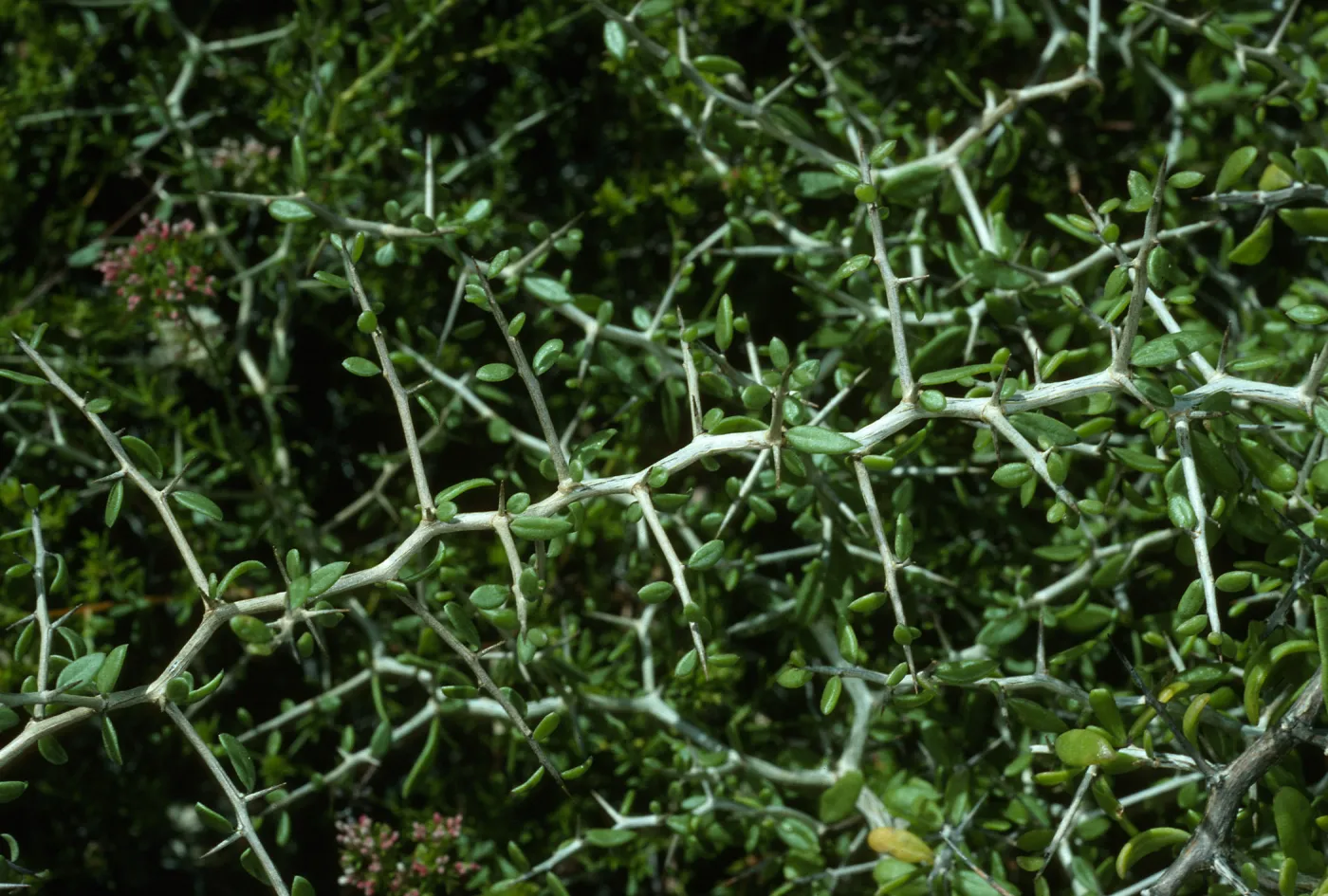 Zizyphus, Canon de la Mina, Cedros Island