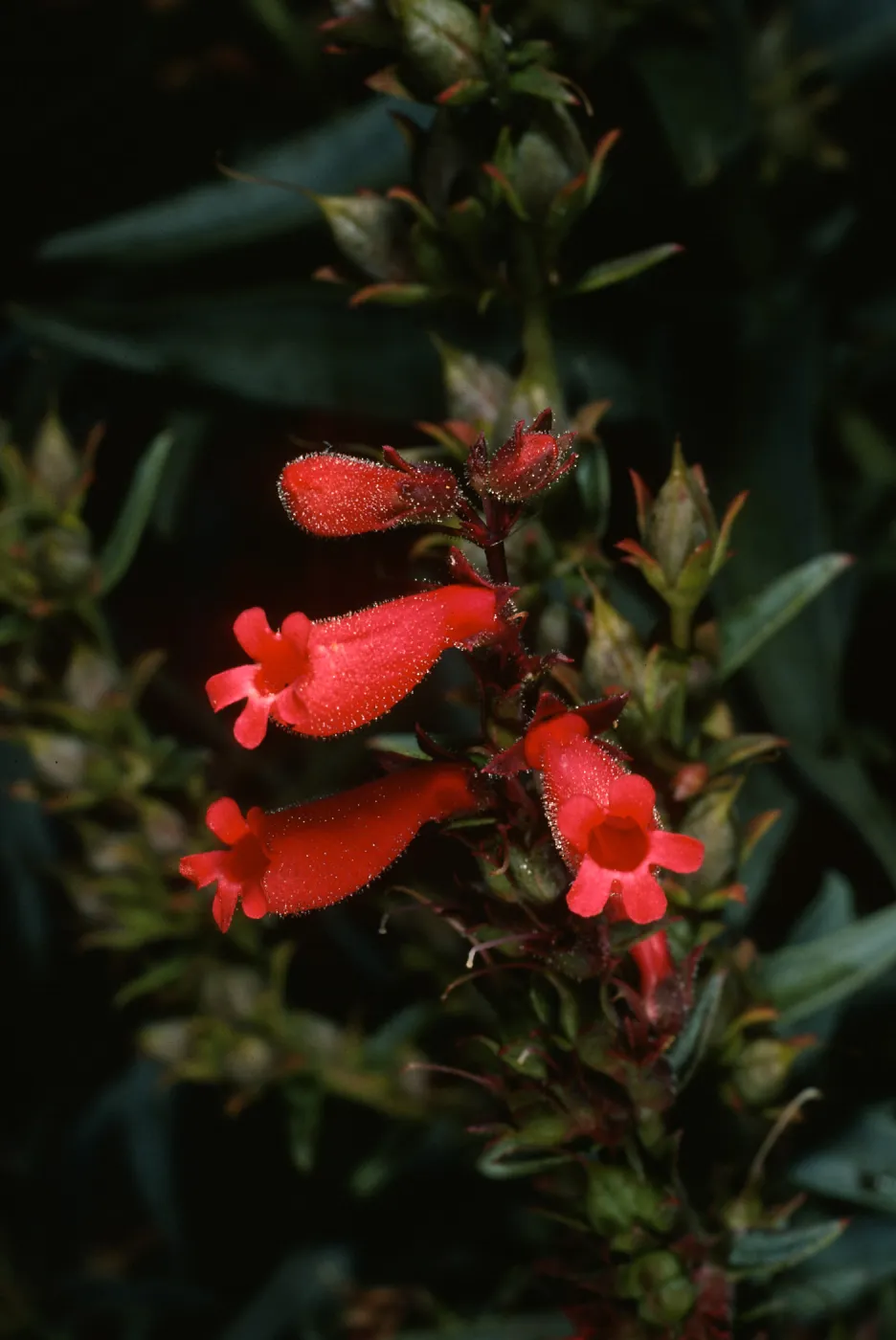 Penstemon cedroensis, Gran Canon, Cedros Island