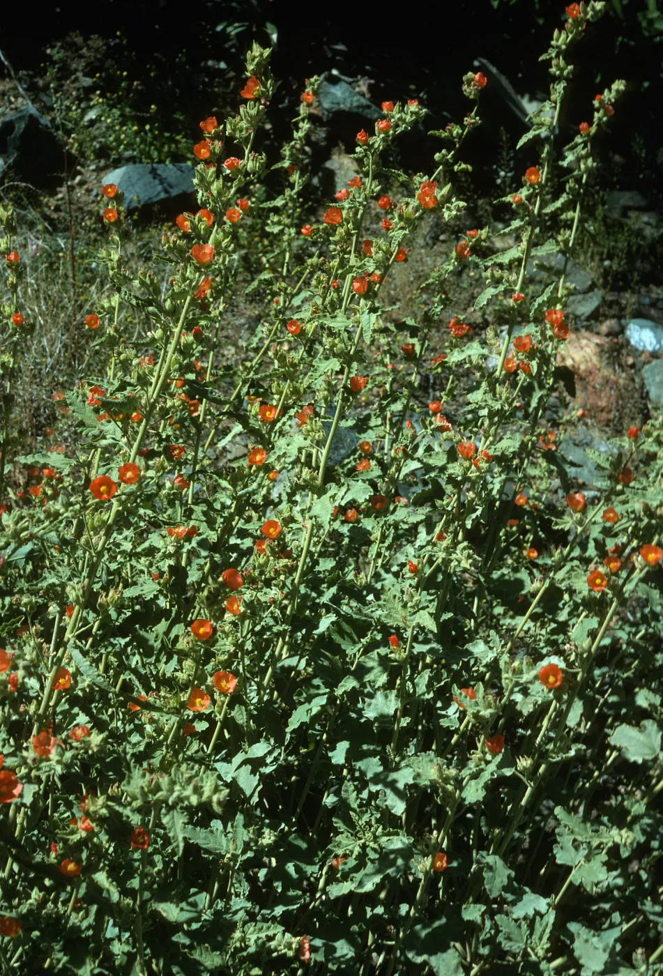 Sphaeralcea fulva, Canon de la Mina, Cedros Isl.