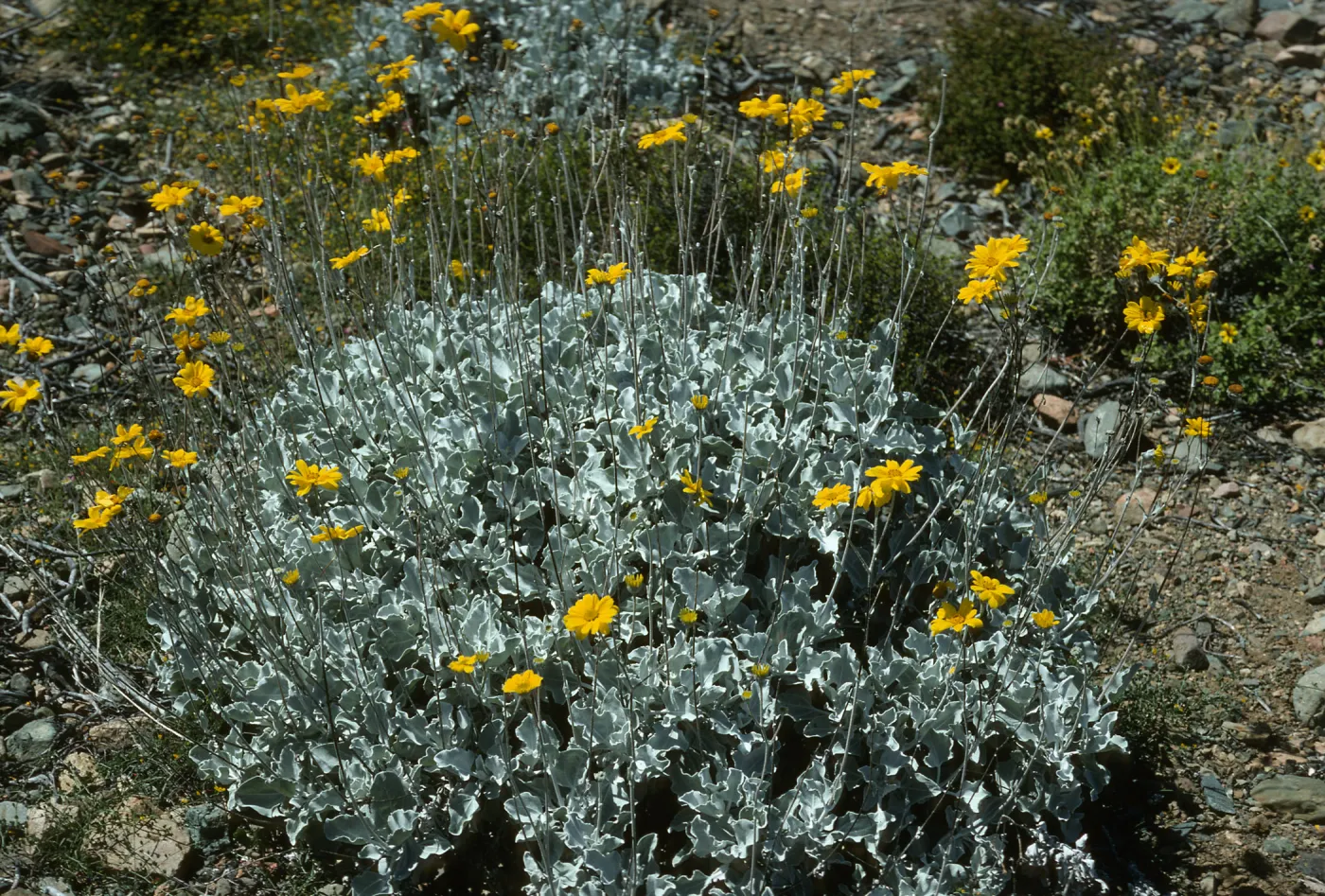 Viguiera lanata, Canon de la Mina, Cedros Island