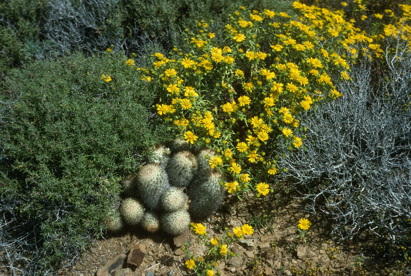 Mammillaria neopalmeri, Hemizonia streetsii, W. San Benito Island