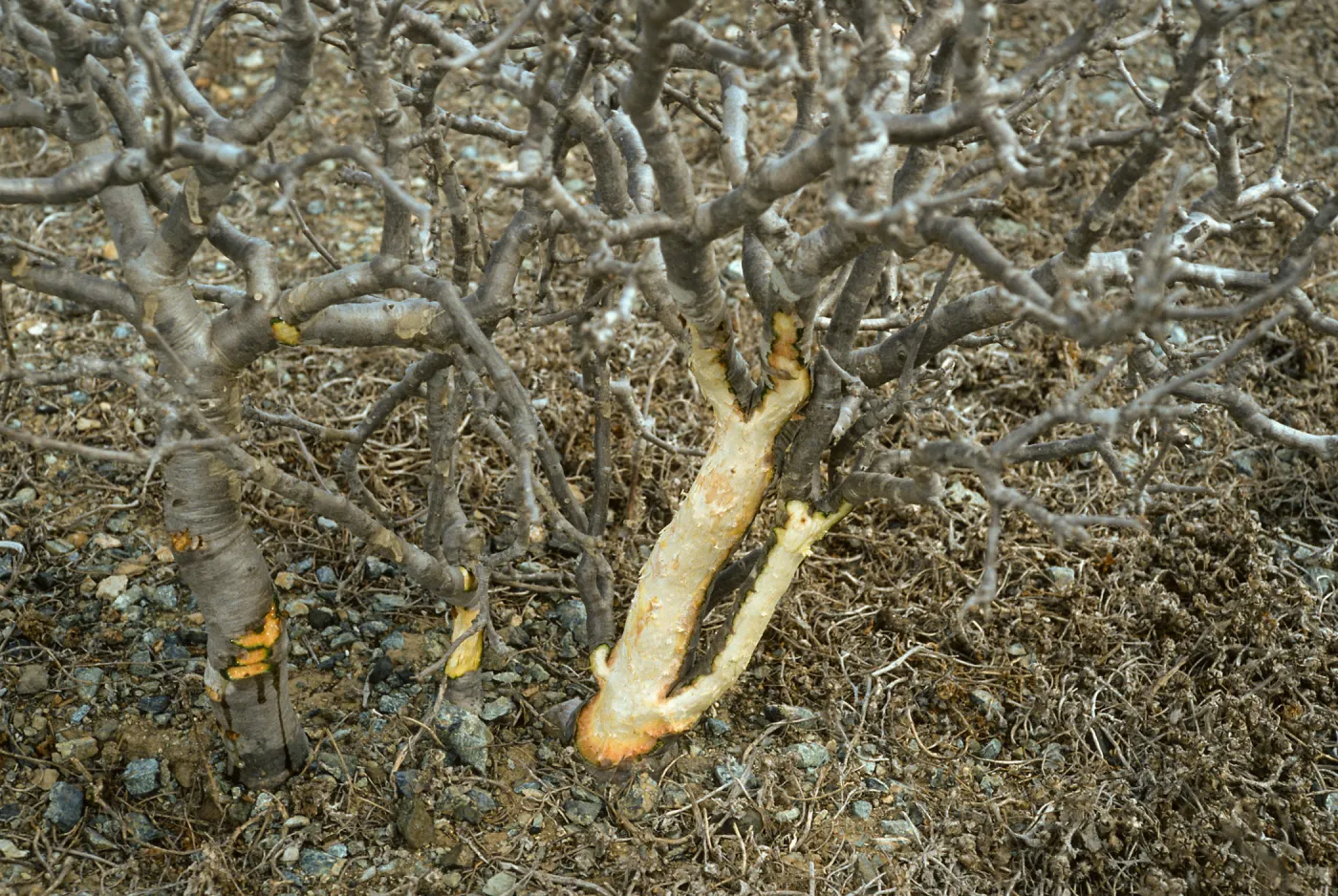 Euphorbia misera with rabbit damage, E. San Benito Isl.