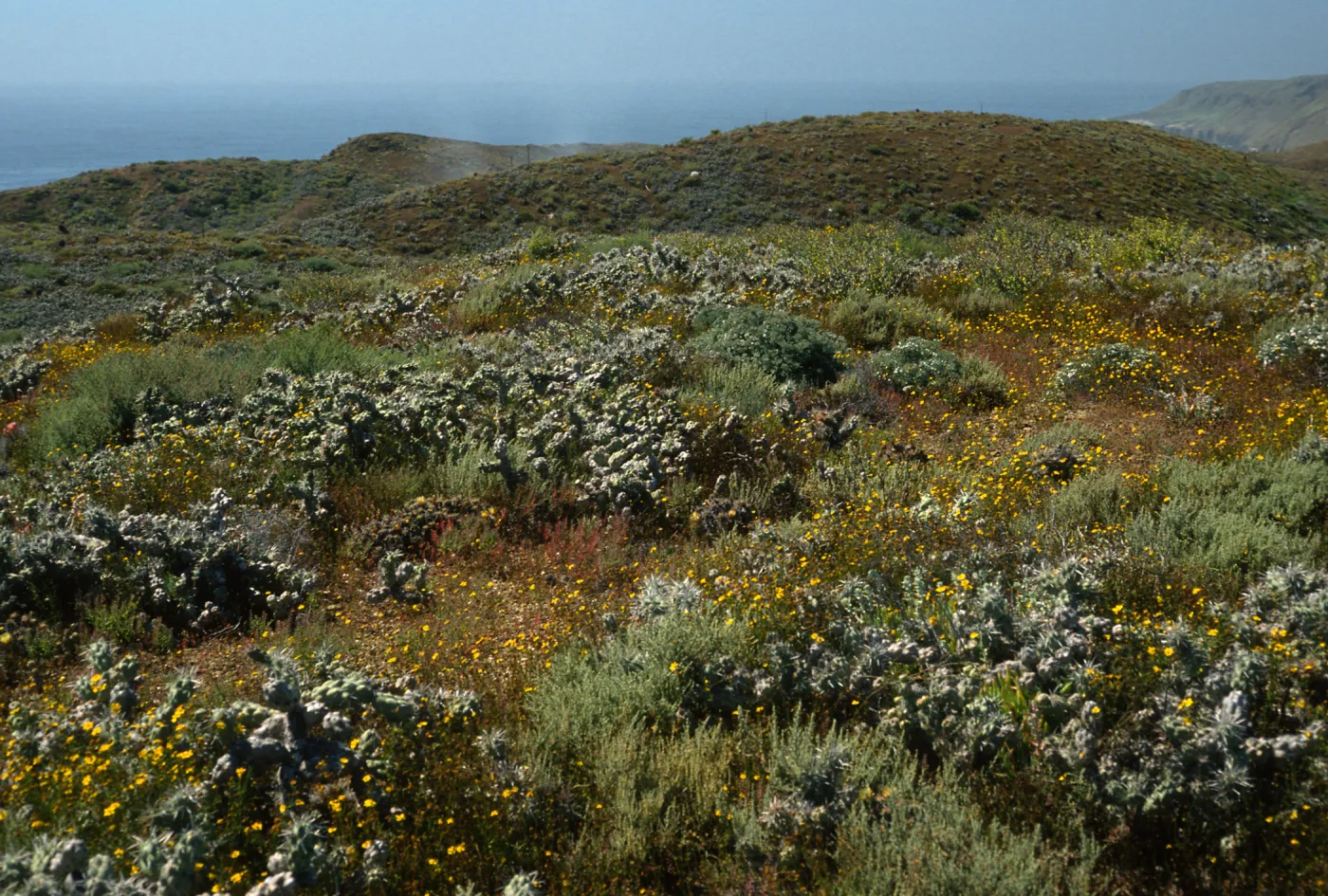 Opuntia (Prickly-pear), Coleocarpus, North of lighthouse, Natividad Island