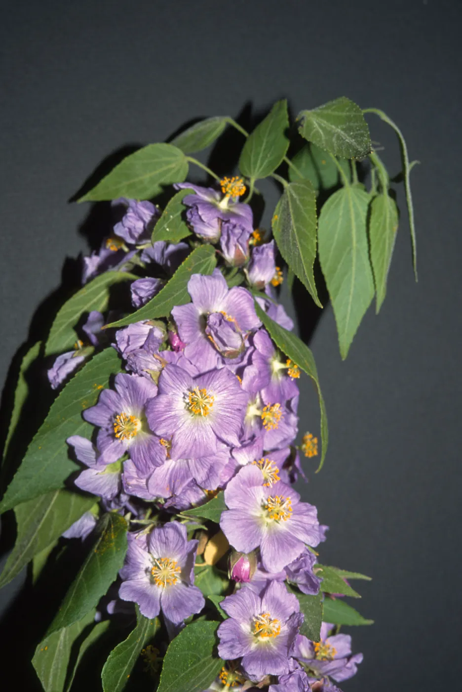 Trees of Santa Barbara Talk - Robinsonella cordata 