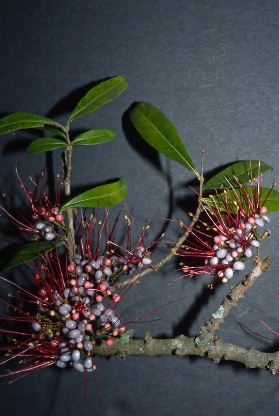 Trees of Santa Barbara Talk - Myrrhinium atropurpurea 