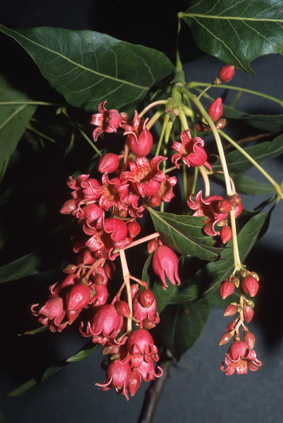 Trees of Santa Barbara Talk -Brachychiton gregorii