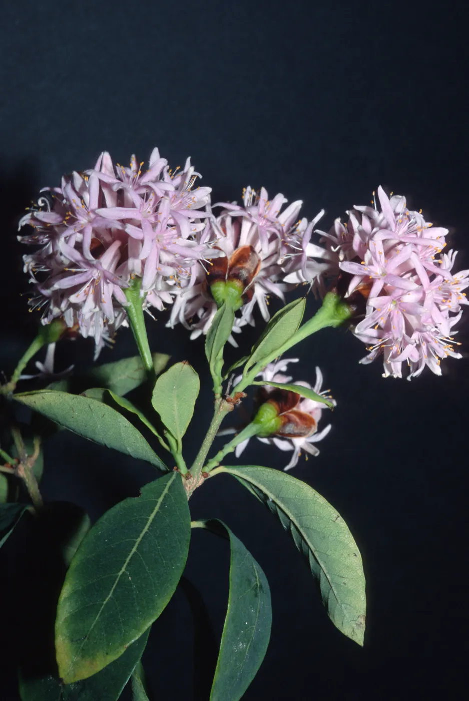 Trees of Santa Barbara Talk - Dais cotinifolia