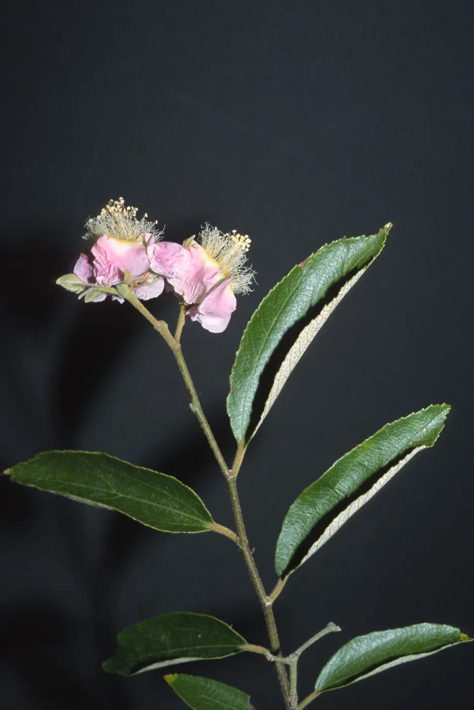 Trees of Santa Barbara Talk - Luehea divaricata