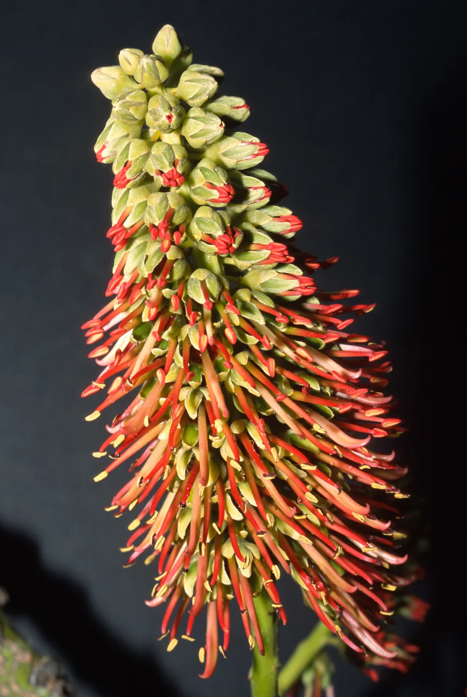 Trees of Santa Barbara Talk - Acrocarpus fiaxinifolius