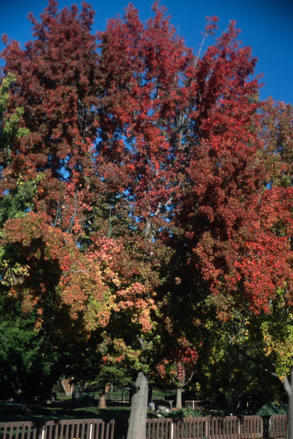Trees of Santa Barbara Talk - Liquidambar styraciflua