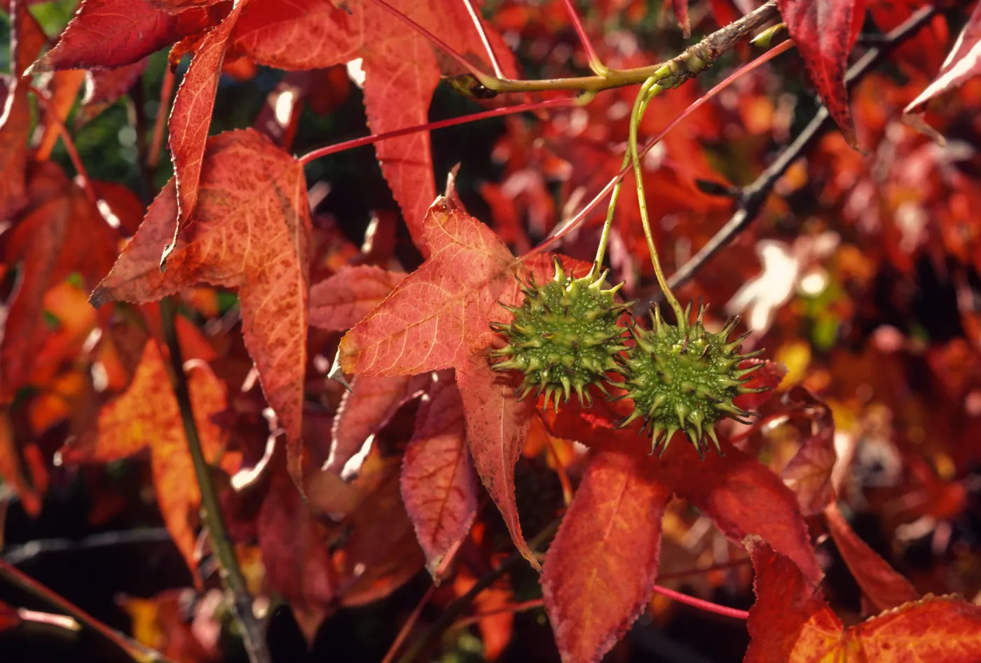 Trees of Santa Barbara Talk - Liquidambar styraciflua