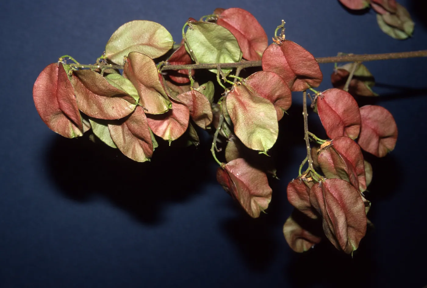 Trees of Santa Barbara Talk - Koelreuteria bipinnata