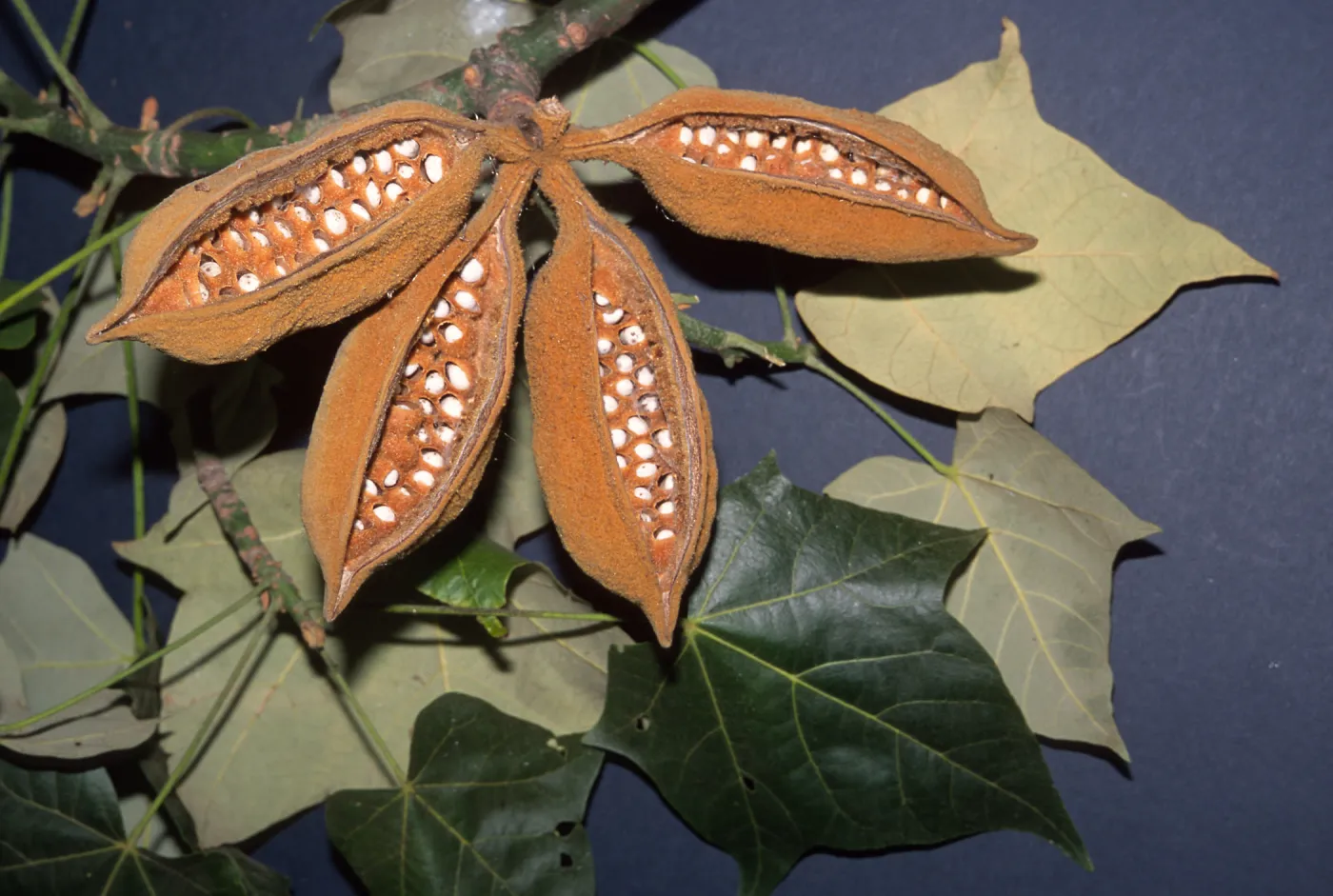 Trees of Santa Barbara Talk - Brachychiton discolor
