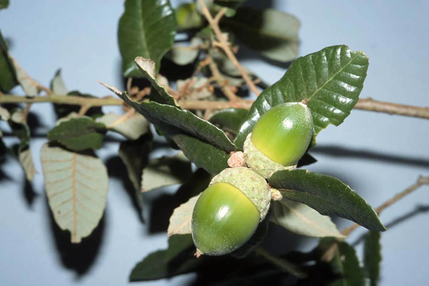 Trees of Santa Barbara Talk - Quercus tomentella
