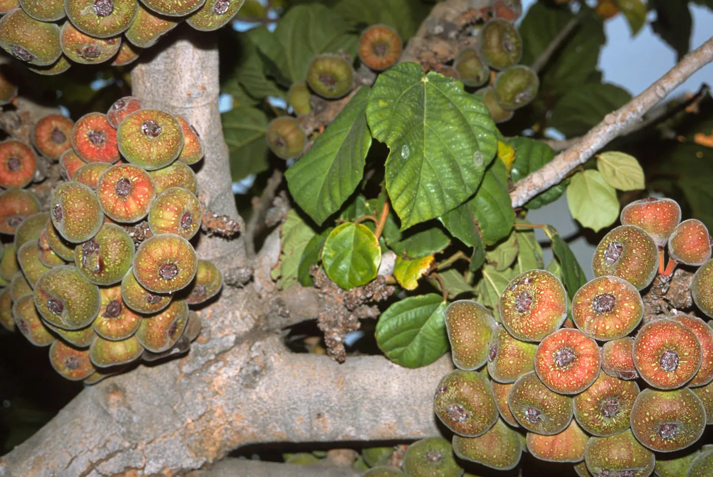 Trees of Santa Barbara Talk - Ficus auriculata