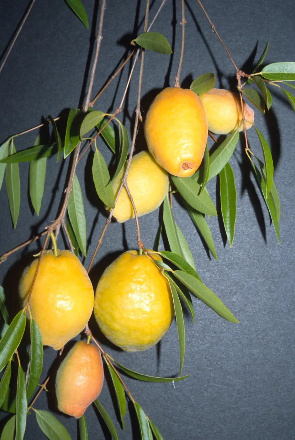 Trees of Santa Barbara Talk - Plinia edulis