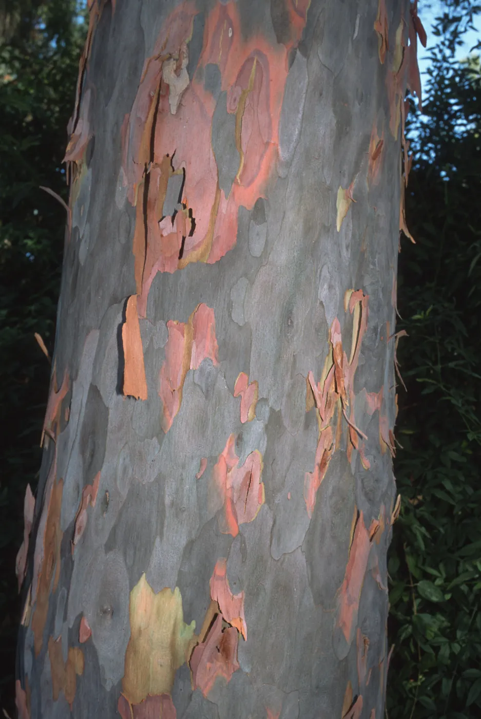 Trees of Santa Barbara Talk - Angophora costata