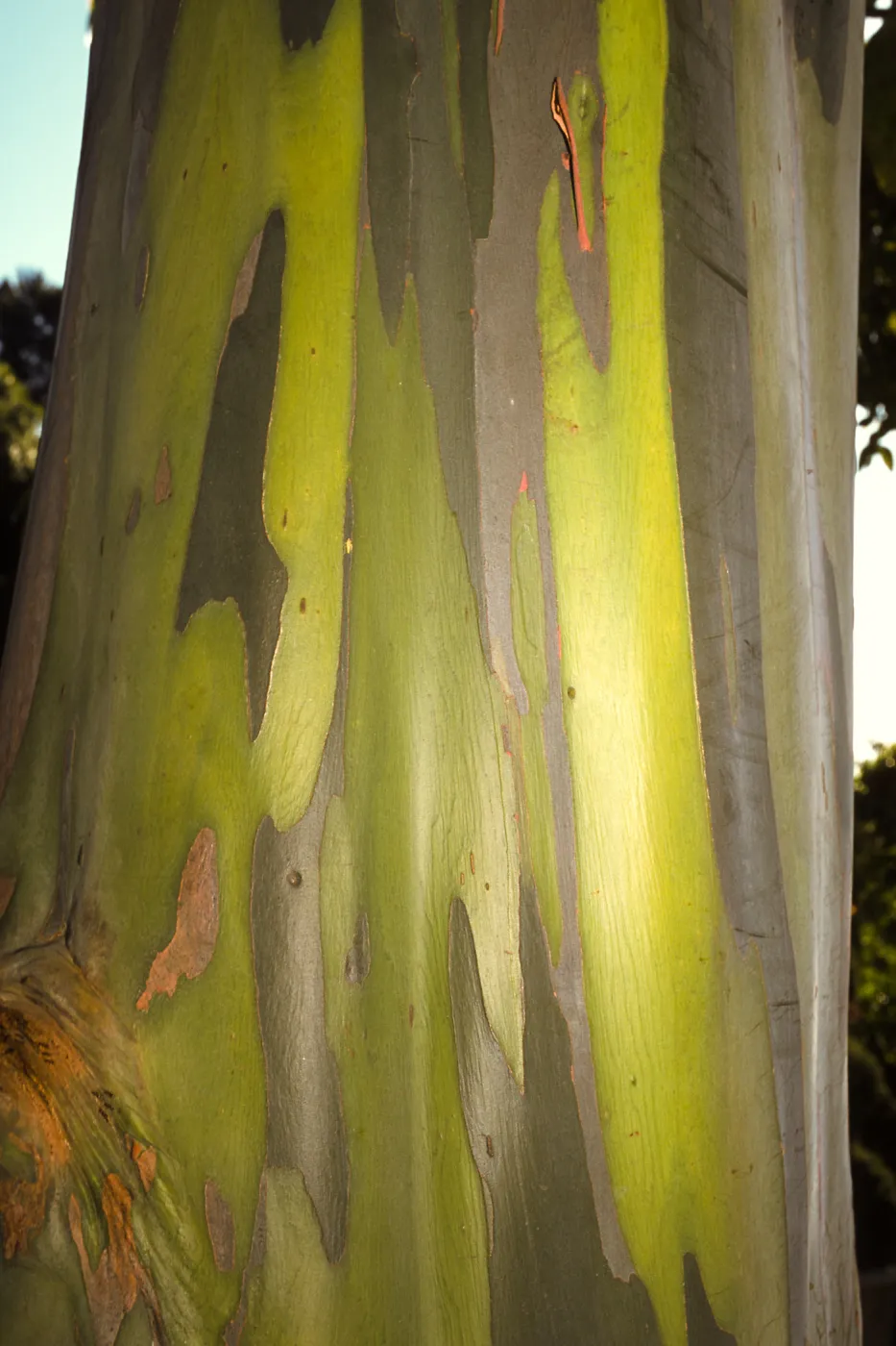 Trees of Santa Barbara Talk - Eucalyptus deglupta