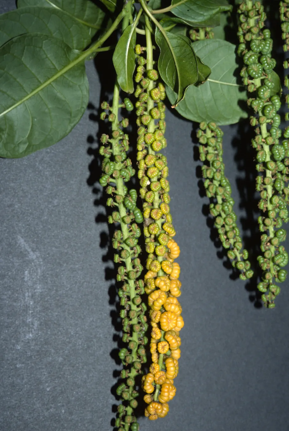 Trees of Santa Barbara Talk - Phytolacca dioica