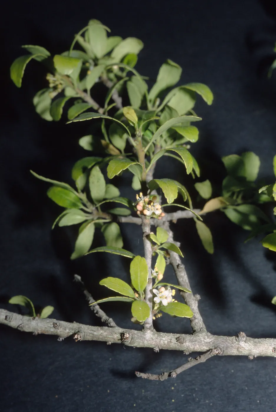 Trees of Santa Barbara Talk - Ilex vomitoria