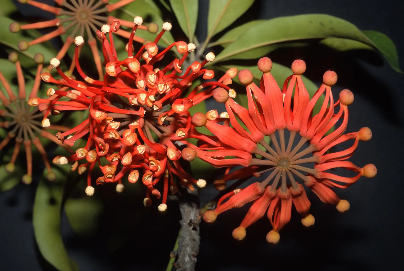 Trees of Santa Barbara Talk - Stenocarpus sinuatus