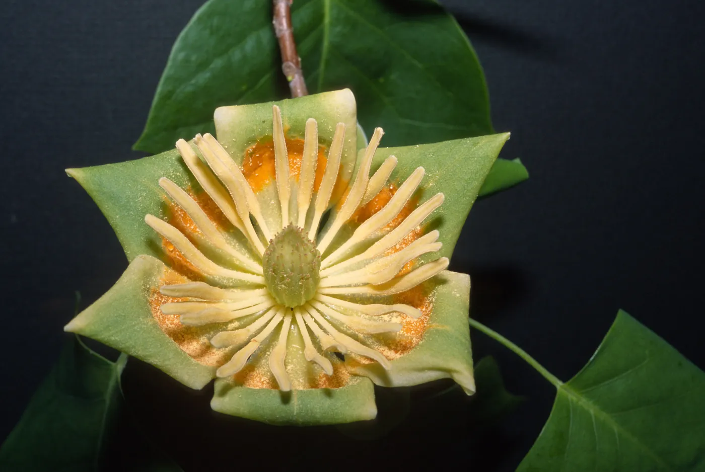 Trees of Santa Barbara Talk - Liriodendron tulipifera