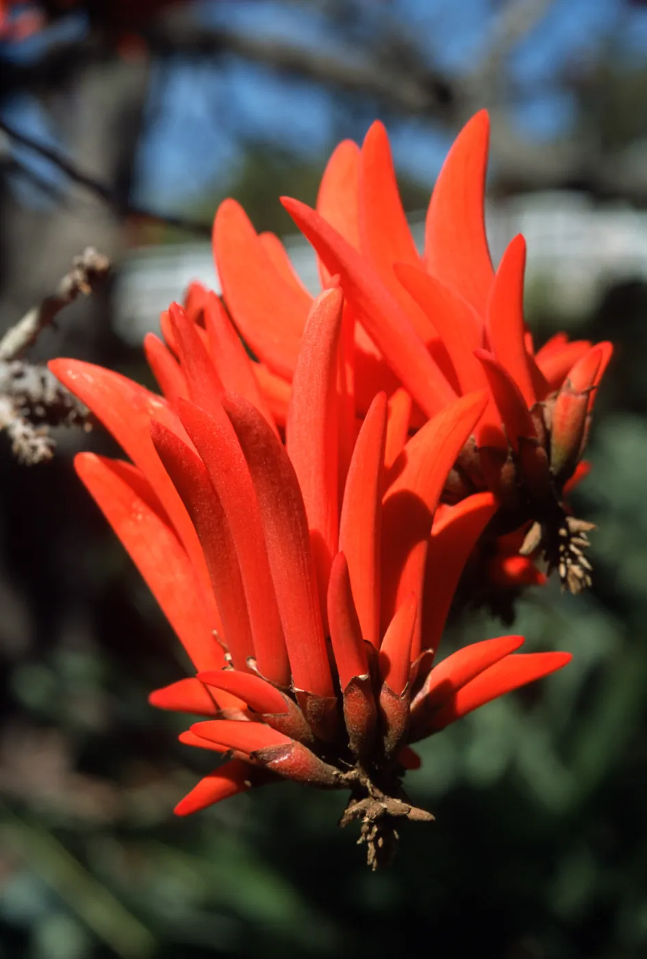Trees of Santa Barbara Talk - Erythrina lysistemon