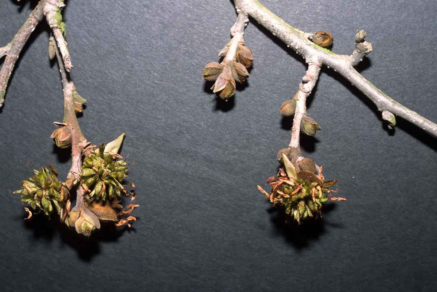 Trees of Santa Barbara Talk - Parrotia persica
