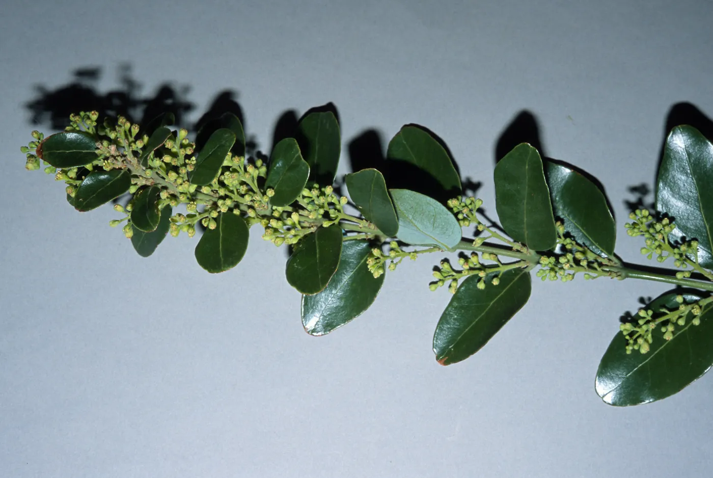Trees of Santa Barbara Talk - Cryptocarya alba