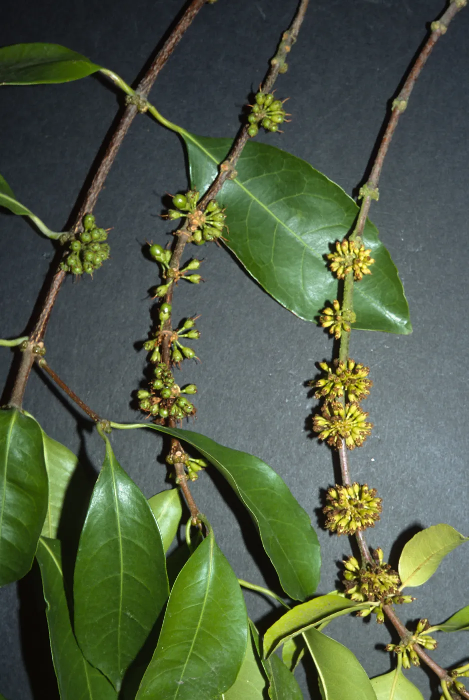 Trees of Santa Barbara Talk - Cassipourea gummiflua var. verticillata