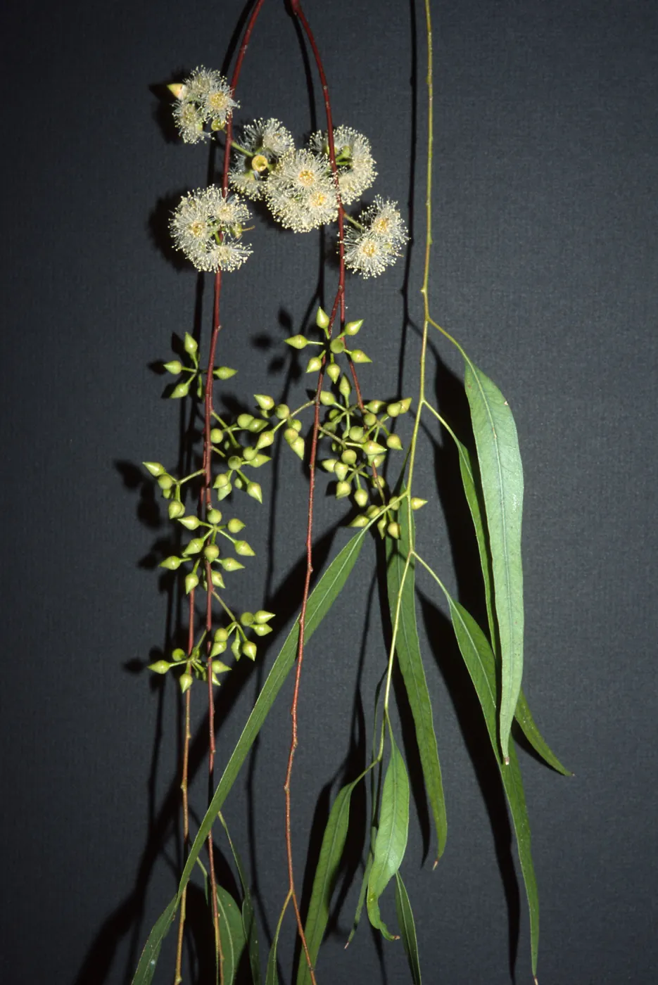 Trees of Santa Barbara Talk - Eucalyptus camaldulensis