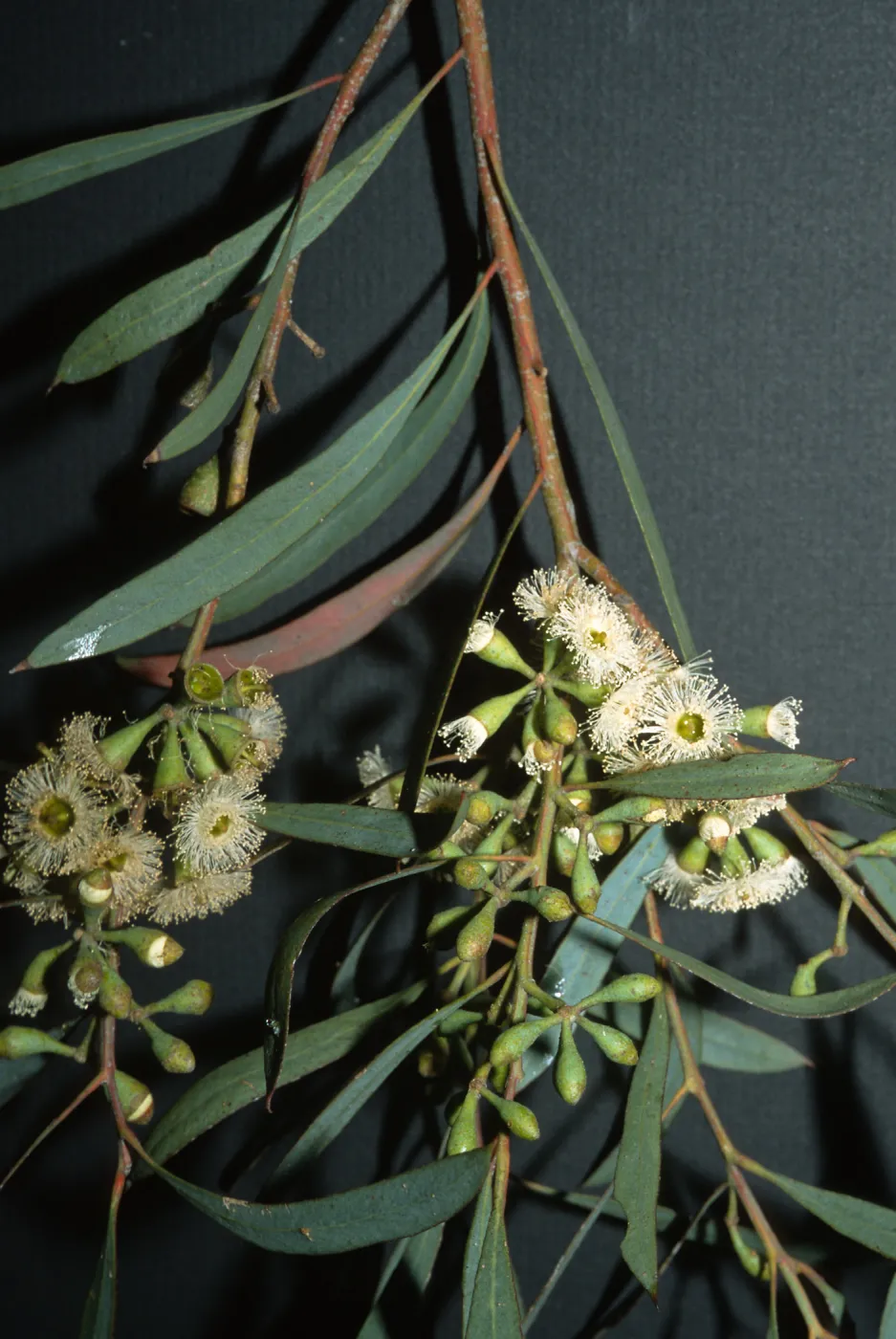 Trees of Santa Barbara Talk - Eucalyptus odorata 