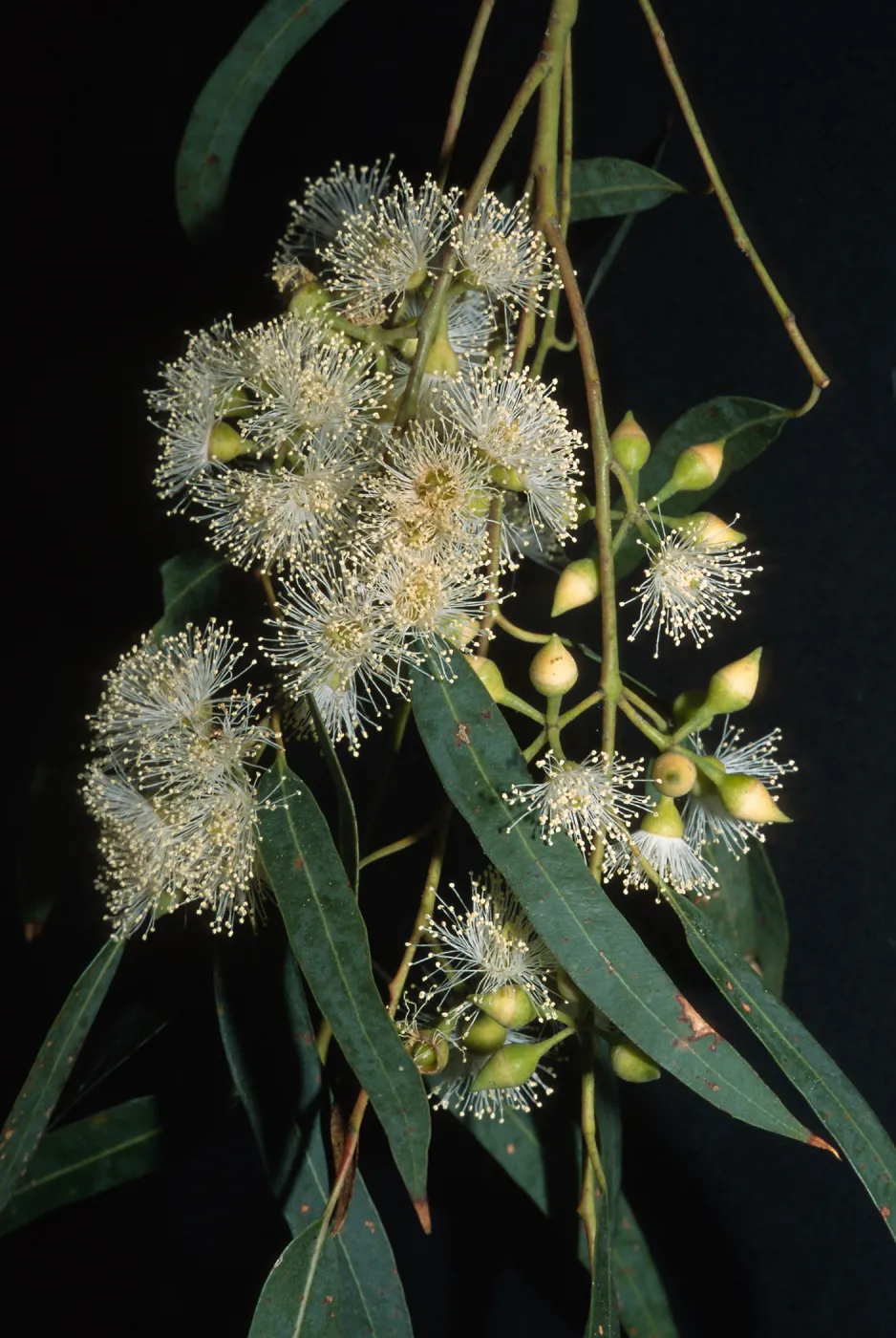Trees of Santa Barbara Talk - Eucalyptus punctata