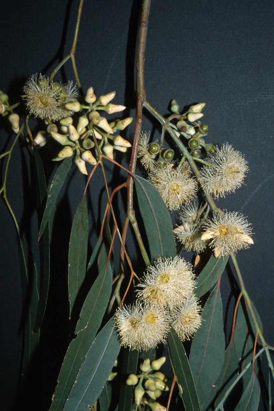 Trees of Santa Barbara Talk - Eucalyptus tereticornis