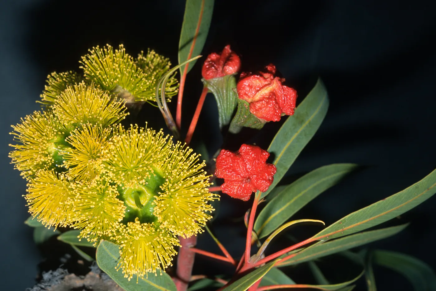 Trees of Santa Barbara Talk - Eucalyptus erythrocorys