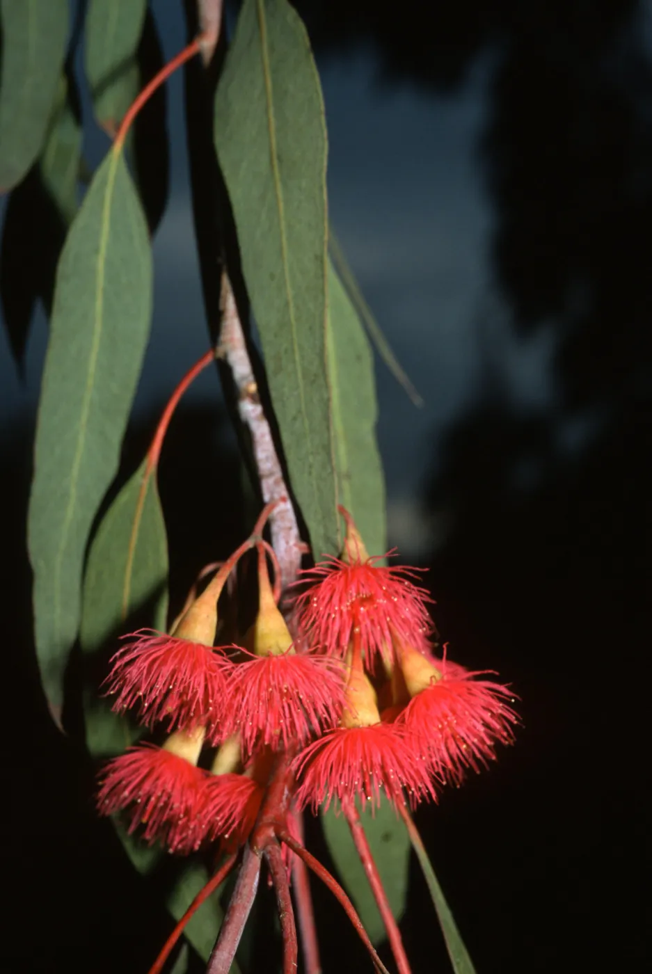 Trees of Santa Barbara Talk - Eucalyptus sideroxylon
