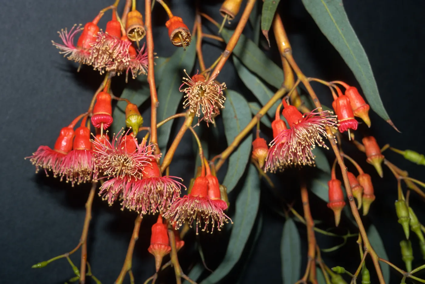 Trees of Santa Barbara Talk - Eucalyptus torquata