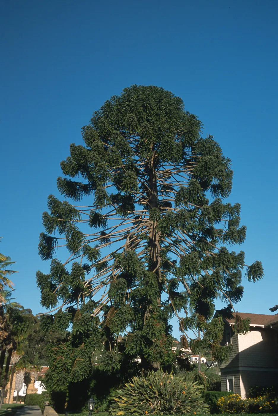 Trees of Santa Barbara Talk - Araucaria bidwillii