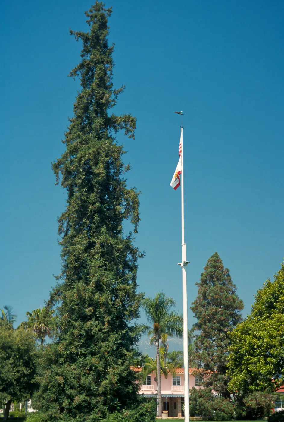 Trees of Santa Barbara Talk - Sequoia sempervirens (Coast Redwood)